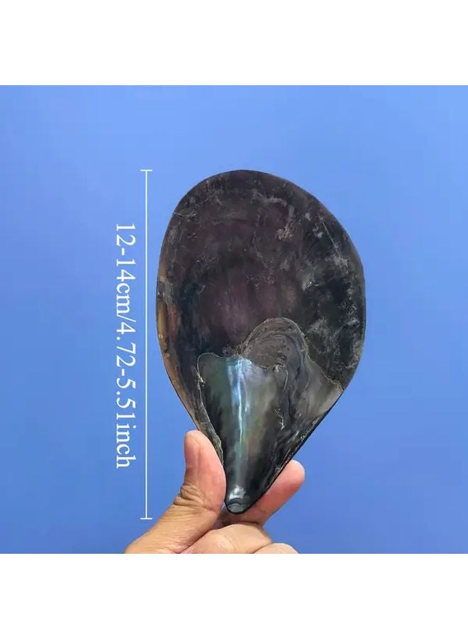 قوقعة بقرة كبيرة ملونة بالحبر، ديكور حوض أسماك على الطراز المتوسطي مصنوع يدويًا - Image 2